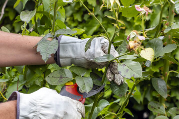 Nach dem ersten Flor schneidet man Verblhtes heraus