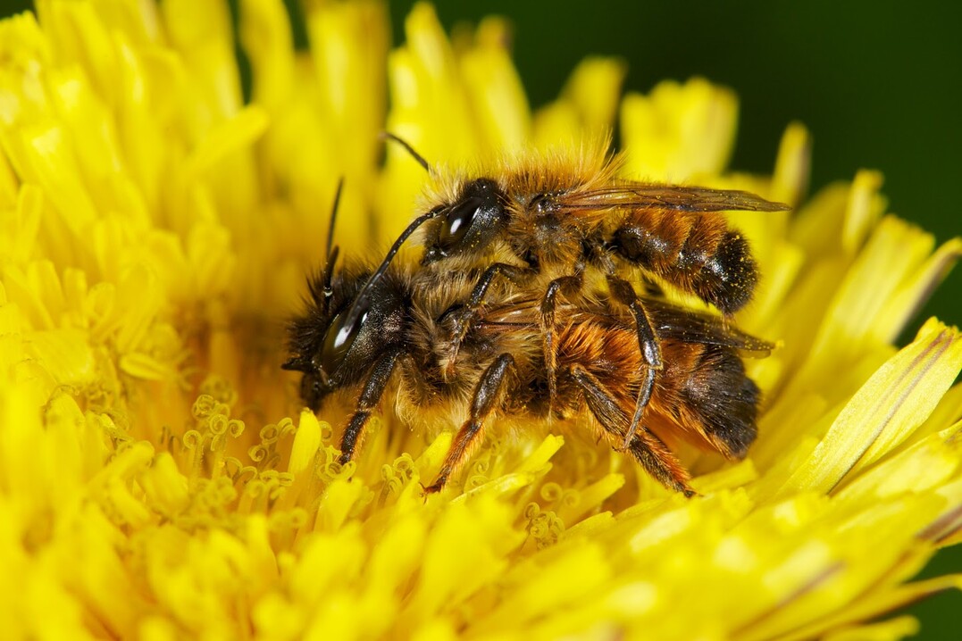   Im Projekt ComBee wird der Einfluss der Landschaft auf Wild- und Hoinigbienen untersucht.  