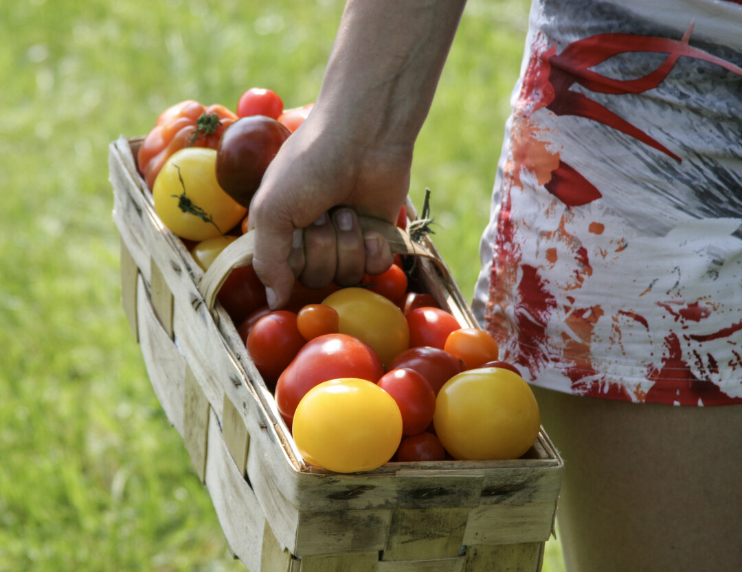 Mit einem Verbrauch von ber 30 Kilogramm pro Person im Wirtschaftsjahr 2021/22 sind Tomaten der Deutschen liebstes Gemse.