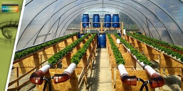 Salat in hydroponischen Linien in der Pilotanlage des Forschungsteams auf dem Gelnde der Klranlage Wolfsburg-Hattorf