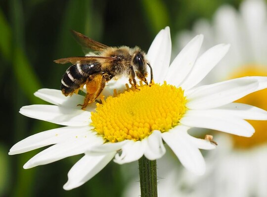 Fr die Bestubung von Kulturpflanzen spielen Wildbienen eine entscheidende Rolle. Hier die Sandbiene Andrena flavipes beim Bltenbesuch
