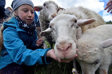Die tierischen Bewohner wie dieses Leineschaf heien die Finalisten des Wettbewerbs auf Gut Herbigshagen willkommen
