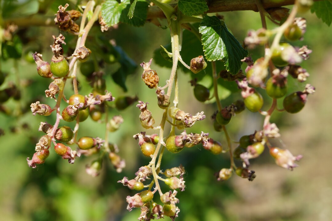 Frostschden bei Schwarzen Johannisbeeren