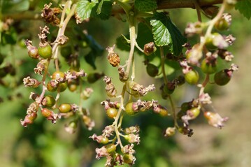 Frostschden bei Schwarzen Johannisbeeren