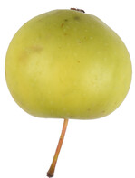 Die bislang unbekannte Sorte ‘Arner Weißapfel’ aus Arni (AG) weist keine Tafelapfelqualität auf, ist jedoch widerstandsfähig gegen Schorf und Mehltau