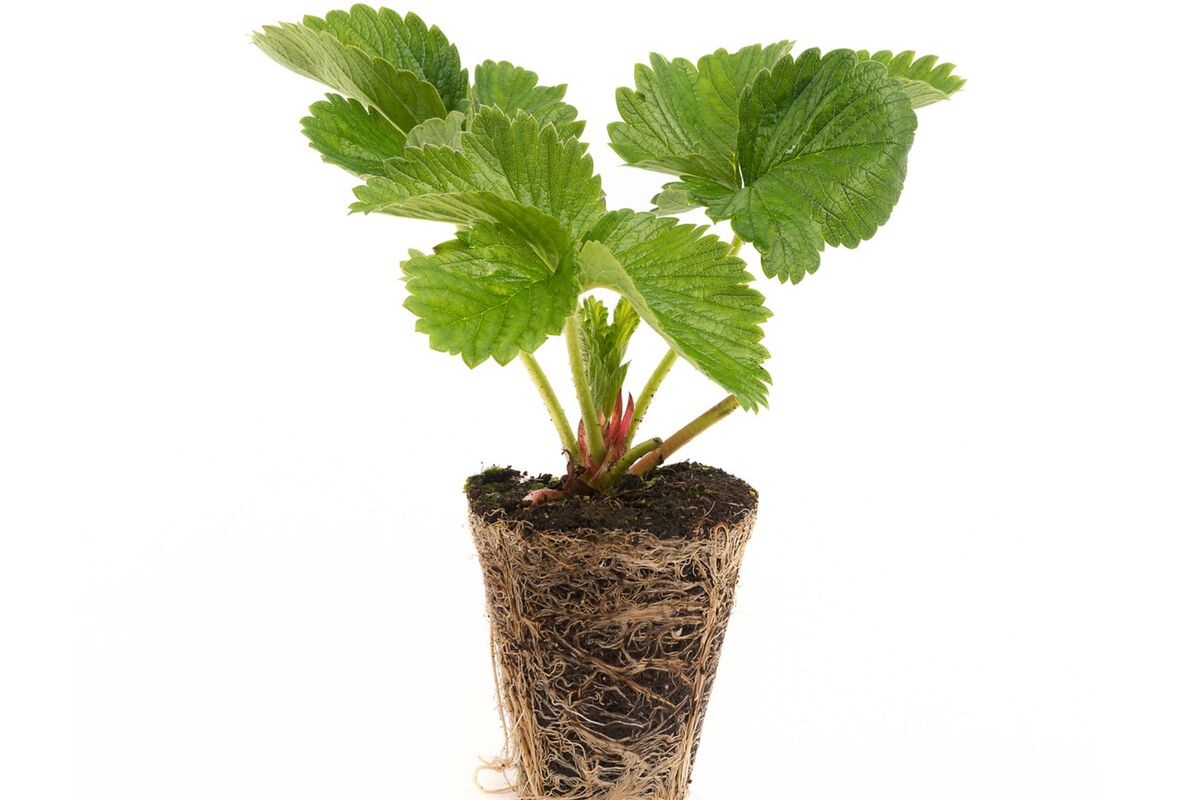 Erdbeeren richtig pflanzen Obst & Garten