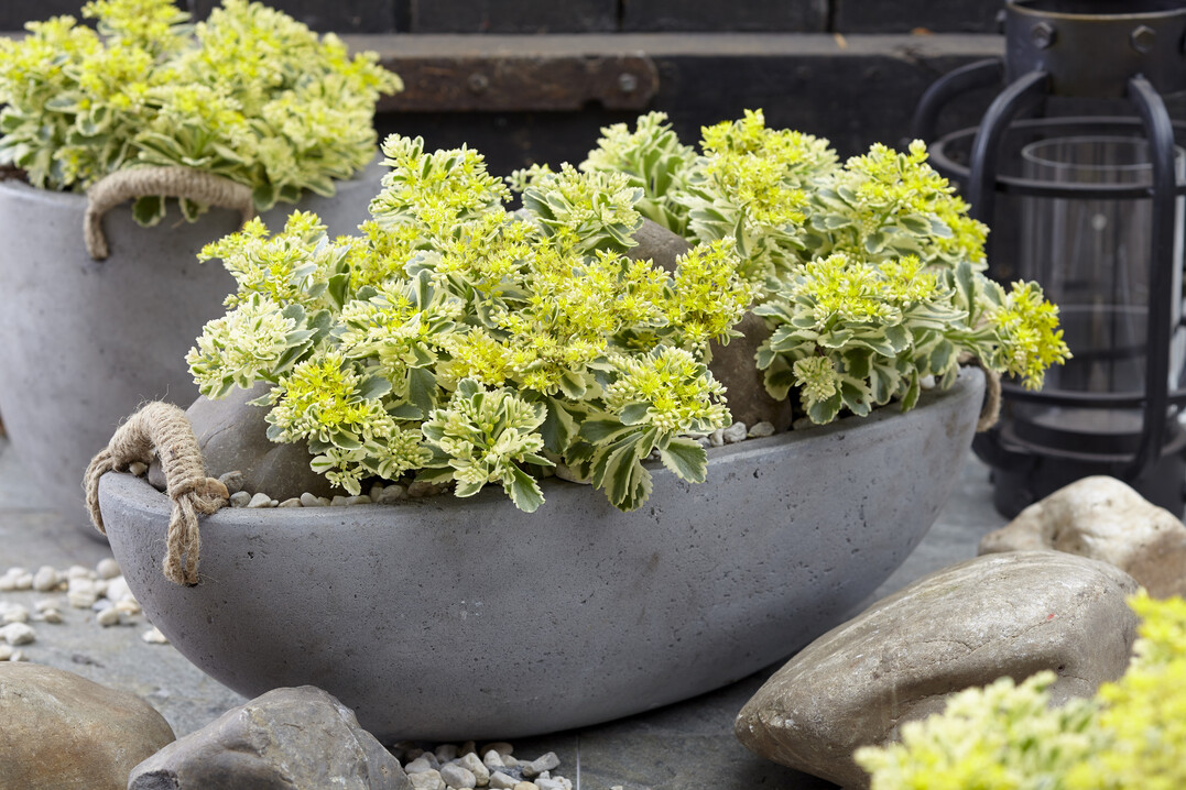 Sedum Atlantis ist „Plant of the Year 2019“