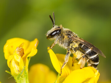 Die Ovale Kleesandbiene ist die Wildbiene des Monats April 2024.