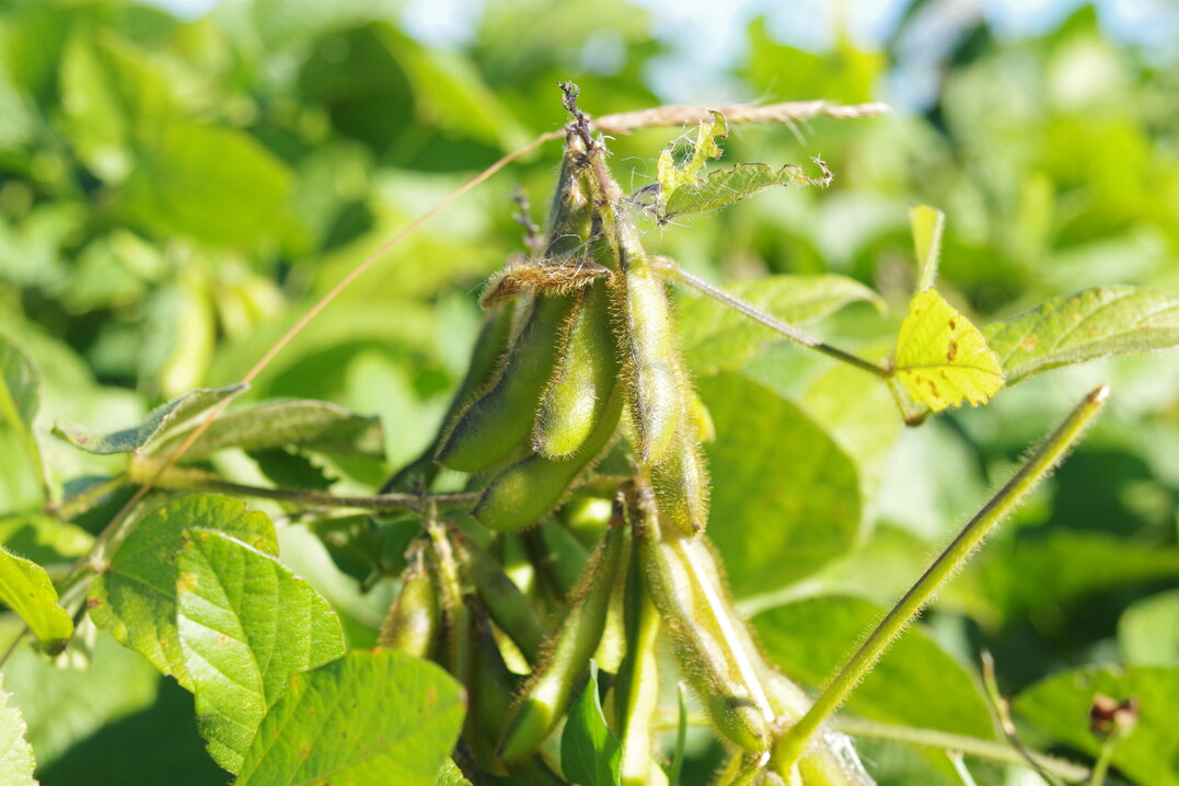 Lecithin wird häufig aus Sojabohnen hergestellt.