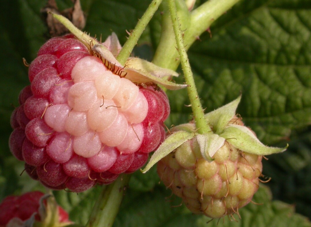 Früchte wie Himbeeren und Äpfel reagieren auf die zunehmenden Hitzeperioden zum Teil mit Sonnenbrand