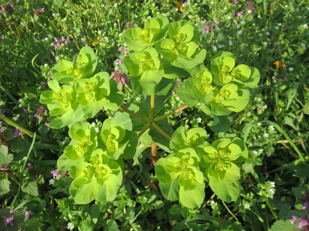 Sonnenwend-Wolfsmilch (Euphorbia helioscopia)