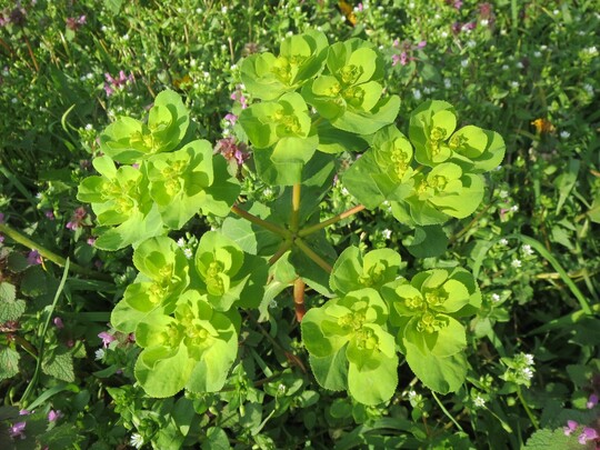 Sonnenwend-Wolfsmilch (Euphorbia helioscopia)