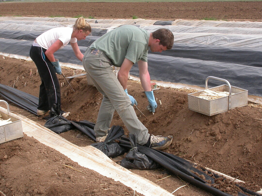 90 Prozent der Spargel- und Erdbeeranbauer melden Erntehelfer-Mangel