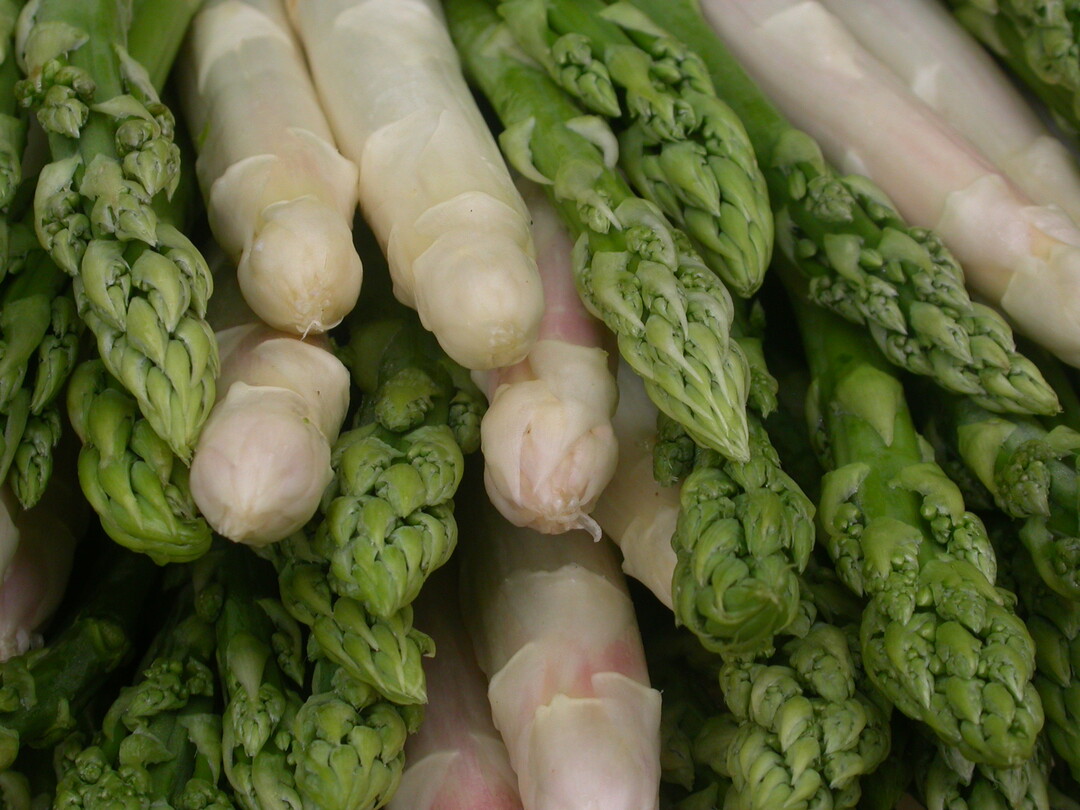 Milder Winter und sonnige Frühlingstage sorgen für frühen Saisonstart bei Spargel.