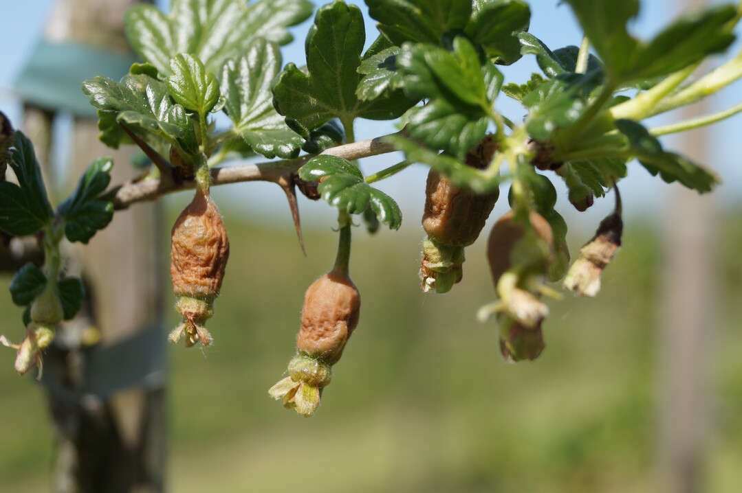 Existenzbedrohende Frostschäden im Obstbau Obst & Garten
