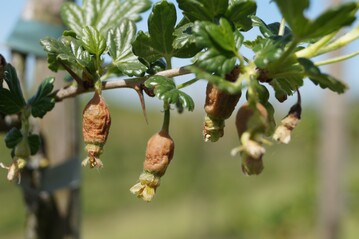 Frostschden an Stachelbeeren