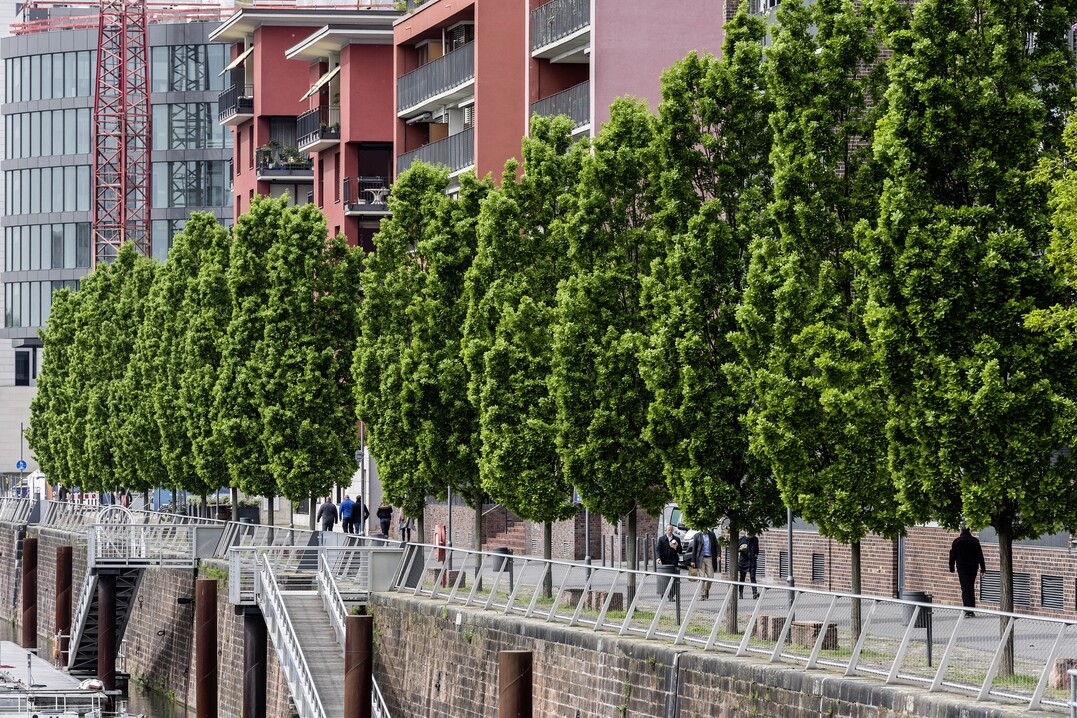 Klimabäume für die Stadt