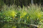 Das lichte Gelb von Carex elata ‘Bowles Golden’ leuchtet bei Sonnenlicht und harmoniert perfekt mit den Blüten der Sumpfdotterblume