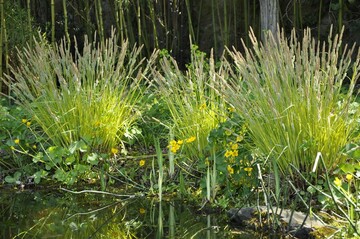 Das lichte Gelb von Carex elata Bowles Golden leuchtet bei Sonnenlicht und harmoniert perfekt mit den Blten der Sumpfdotterblume