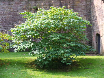 Die LVG Heidelberg veranstaltet eine Tagung zum Garten- und Landschaftsbau