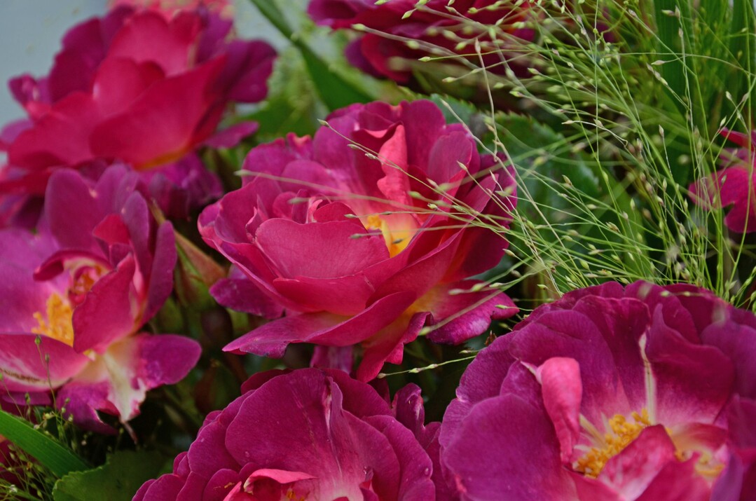 Die neue Rose heit Ile de Fleurs