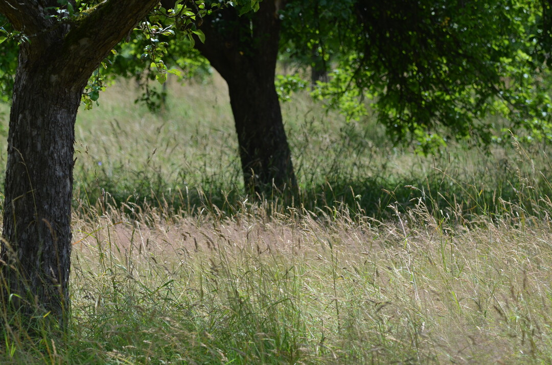 Durch heute bliche Verfahren zur Mahd landwirtschaftlicher Grnflchen wird ein Groteil der dort lebenden Insekten gettet.