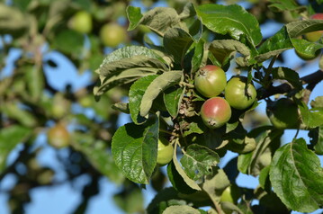 Citizen Science-Projekt zur Schdlings- und Ntzlingserfassung auf Streuobstwiesen im Rhein-Main-Neckar Gebiet.