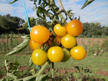  Die samenfeste Tomatensorte "Sunviva" gilt als besonders robust. 