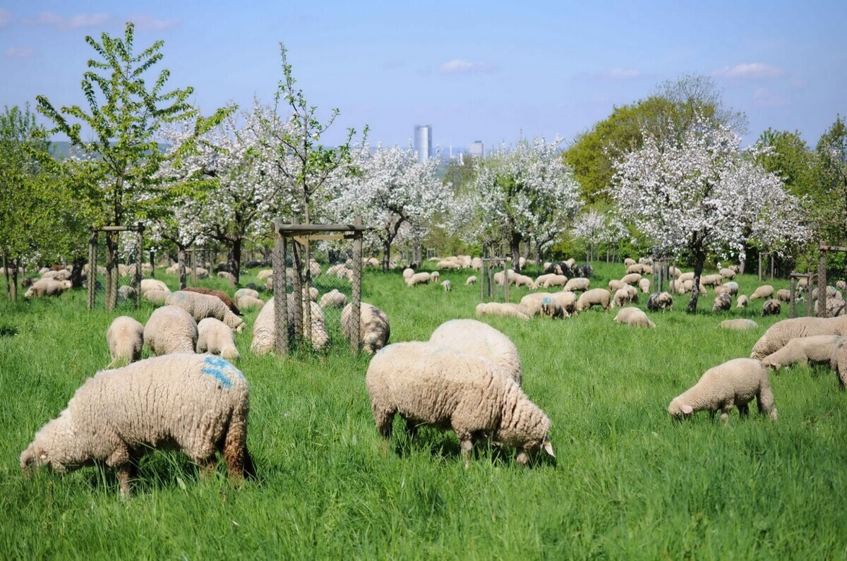 Streuobst im Klimawandel - Obst &amp; Garten