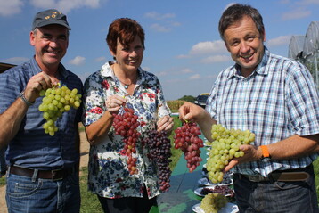 Zum Tafeltraubentag brachte das LWG-Team (von links) Roman Dppler, Brigitte Engelhardt und Hubert Siegler die besten Sorten zum Kosten nach Garstadt mit. 