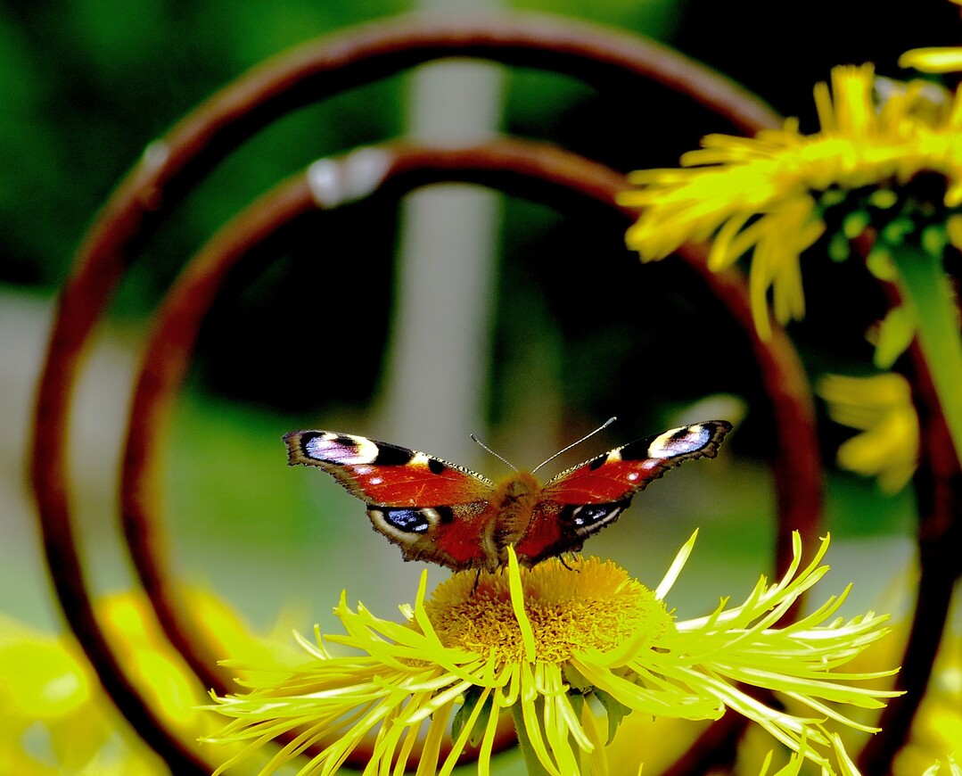 Die Anwendung von biodiversitätsschädigenden Insektiziden soll teilweise verboten werden