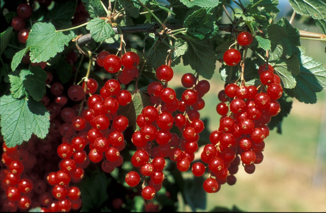 Die Erntemenge von Roten und Weißen Johannesbeeren betrug im letzten Jahr 7185 Tonnen