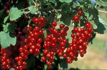 Die Erntemenge von Roten und Weien Johannesbeeren betrug im letzten Jahr 7185 Tonnen