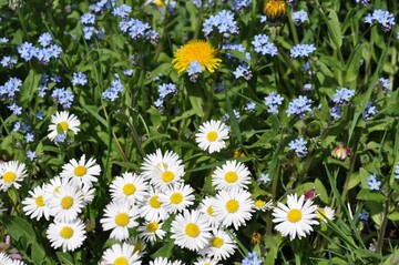 Gnseblmchen enthalten fnfmal so viel Eisen wie Weikohl