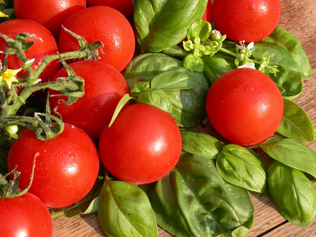 Zwei Monate nach der Bepflanzung des ersten Klimagewchshauses sind die ersten Snack-Tomaten nun reif zur Ernte