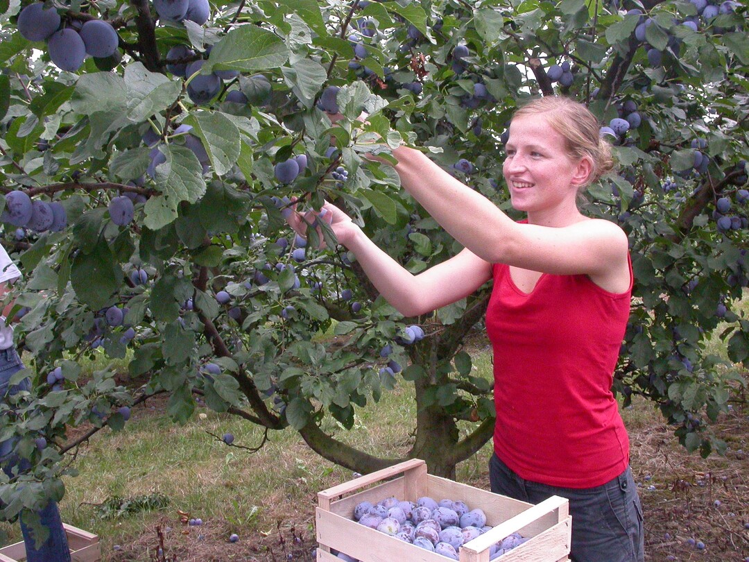 Mit geschtzt 3000 Tonnen erwartet der Schweizer Obstverband eine gute Zwetschgenernte.