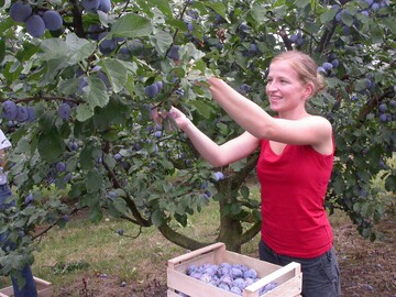 Gem den neuesten Prognosen des Schweizer Obstverbandes werden rund 1309 Tonnen der frhen Tafelzwetschgen gepflckt