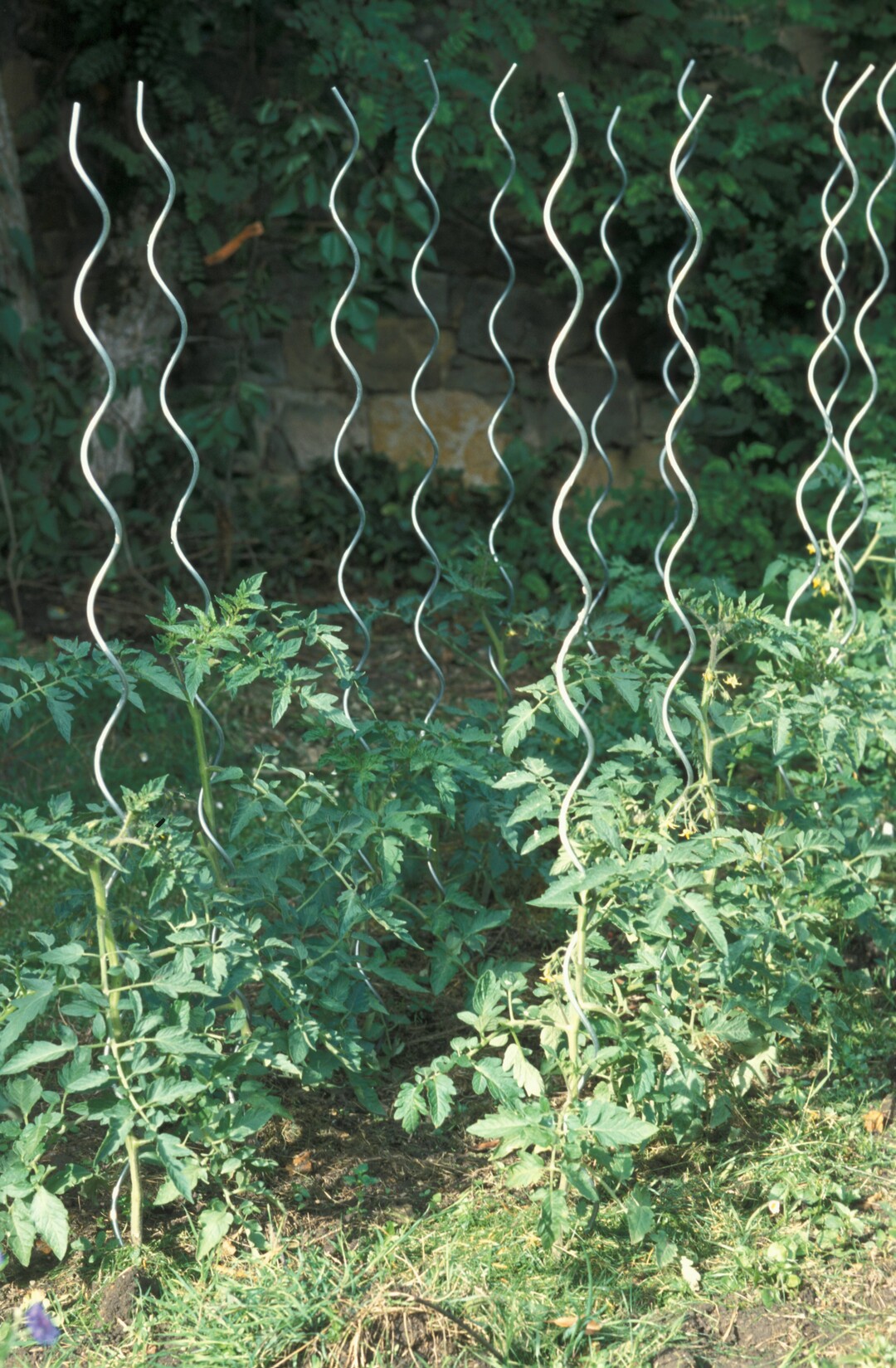 Diese Tomaten stehen zu schattig und auerdem zu dicht in Doppelreihen.