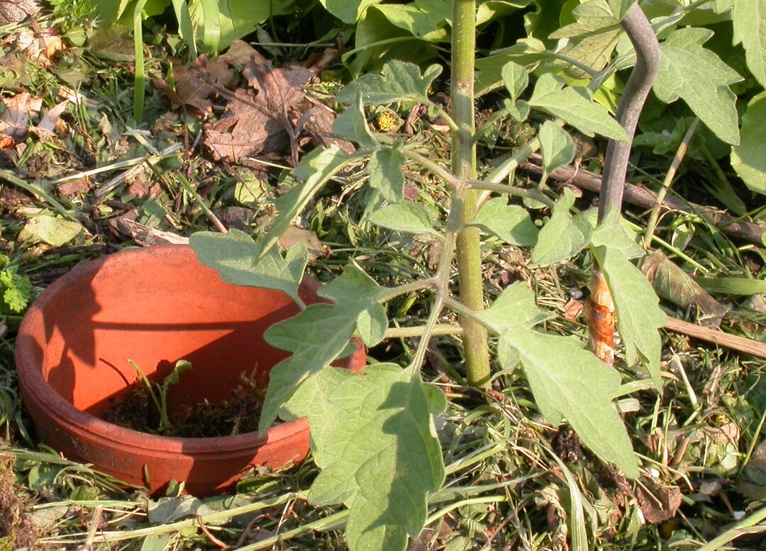 Die Mulchabdeckung und der eingegrabene Tontopf als Giehilfe verhindern, dass Wasser an die Bltter hochspritzt.