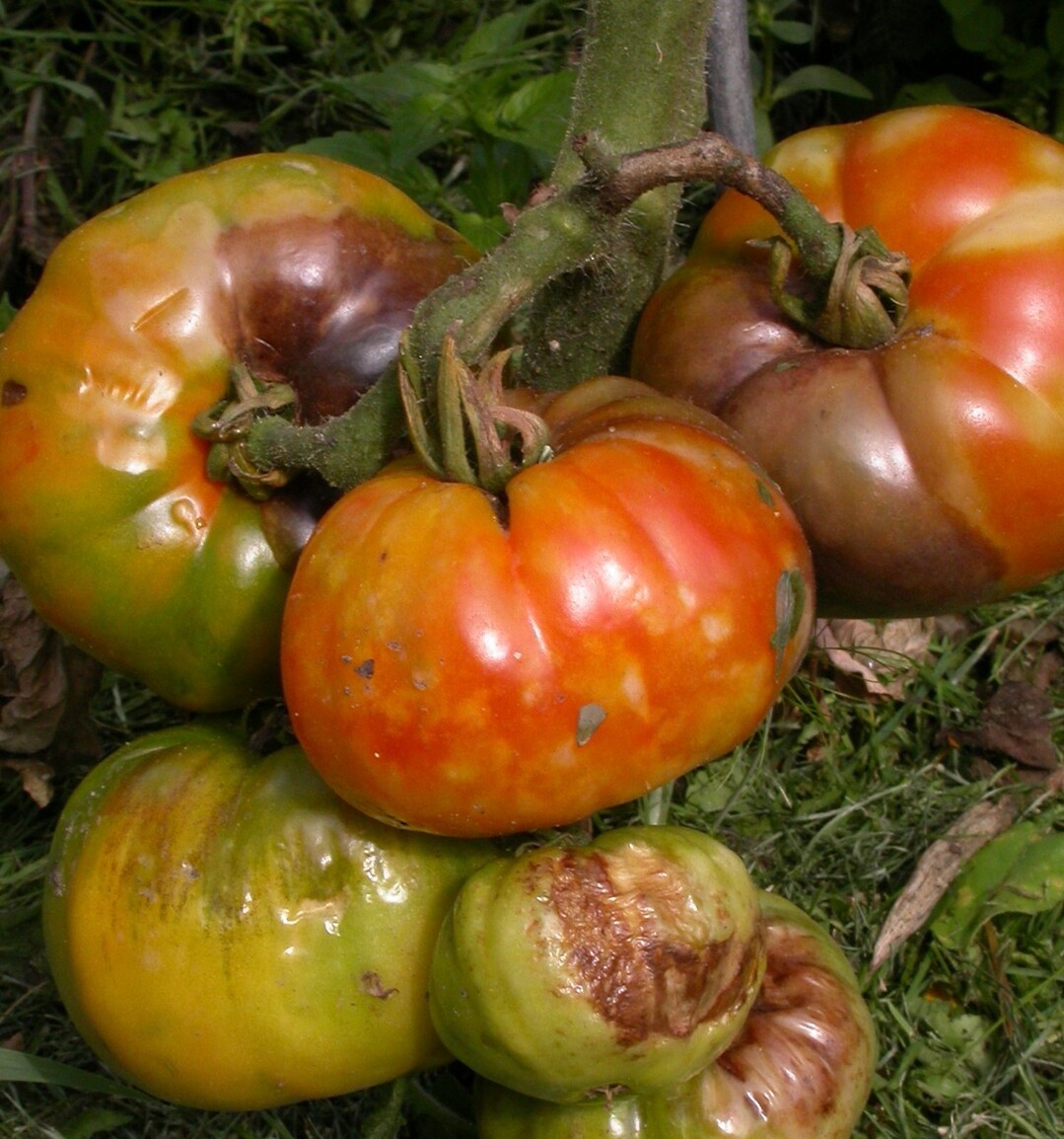 Braunfulesymptome an Tomaten