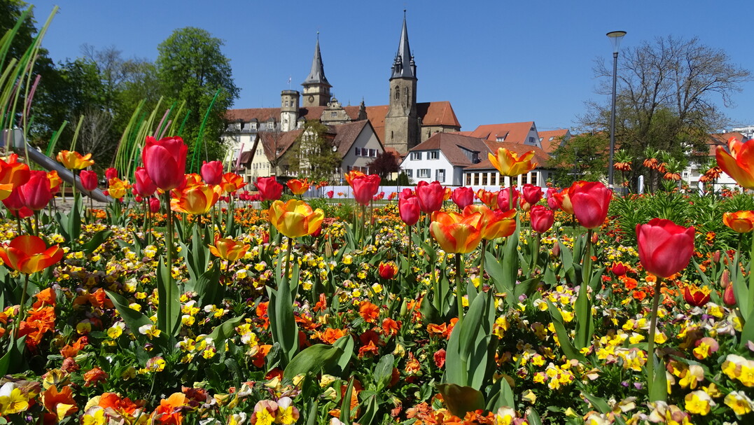 Tulpenpracht auf der LGS hringen