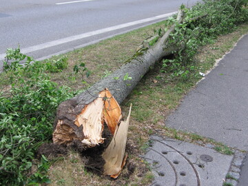 Eine 2011 umgekippte Ulme: Der unterste Wurzelbereich war vllig zersetzt und versprdet.