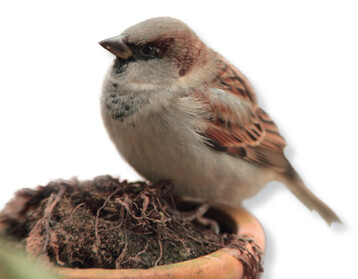 Nach wie vor ist bei uns im Land der Spatz im Winter die meistgezhlte Vogelart.