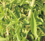 Stevia war bereits bei Indianern als Süßstoff
bekannt.