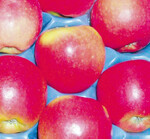 Schön gefärbte ‘Kanzi’