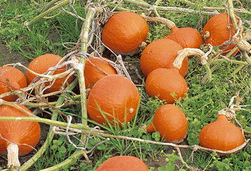 Die meistverkaufte Krbissorte ist Roter Hokkaido