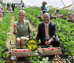 Staatsekretärin Friedlinde Gurr-Hirsch zeigte sich auf dem Erdbeerbetrieb von LVEO-
Präsident Franz Josef Müller (r.) als
begeisterte Pflückerin