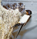 Diese Rauchschwalbe füttert ihre Jungen mit
Insekten, die sie zuvor im Flug gefangen hat