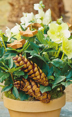 Das neue Jahr verspricht gut zu werden, wenn sich alle Christrosen-Blüten bis
Weihnachten öffnen.