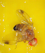 Ausgewachsenes Männchen der
Kirschessigfliege